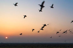 江苏东台：为鸟让路，做好生态“加减法”