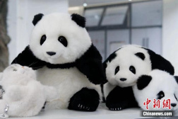 仿真熊貓玩偶熱銷，一只價格上千，你會買嗎？